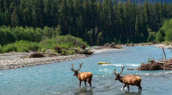 Full Day Olympic National Park Tour from Seattle - Image 6
