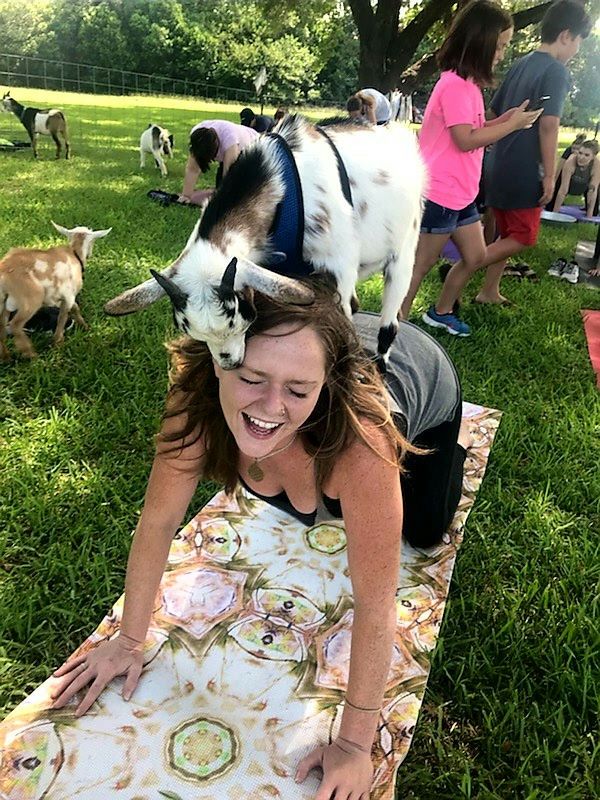 Goat Yoga Party Package - Image 2