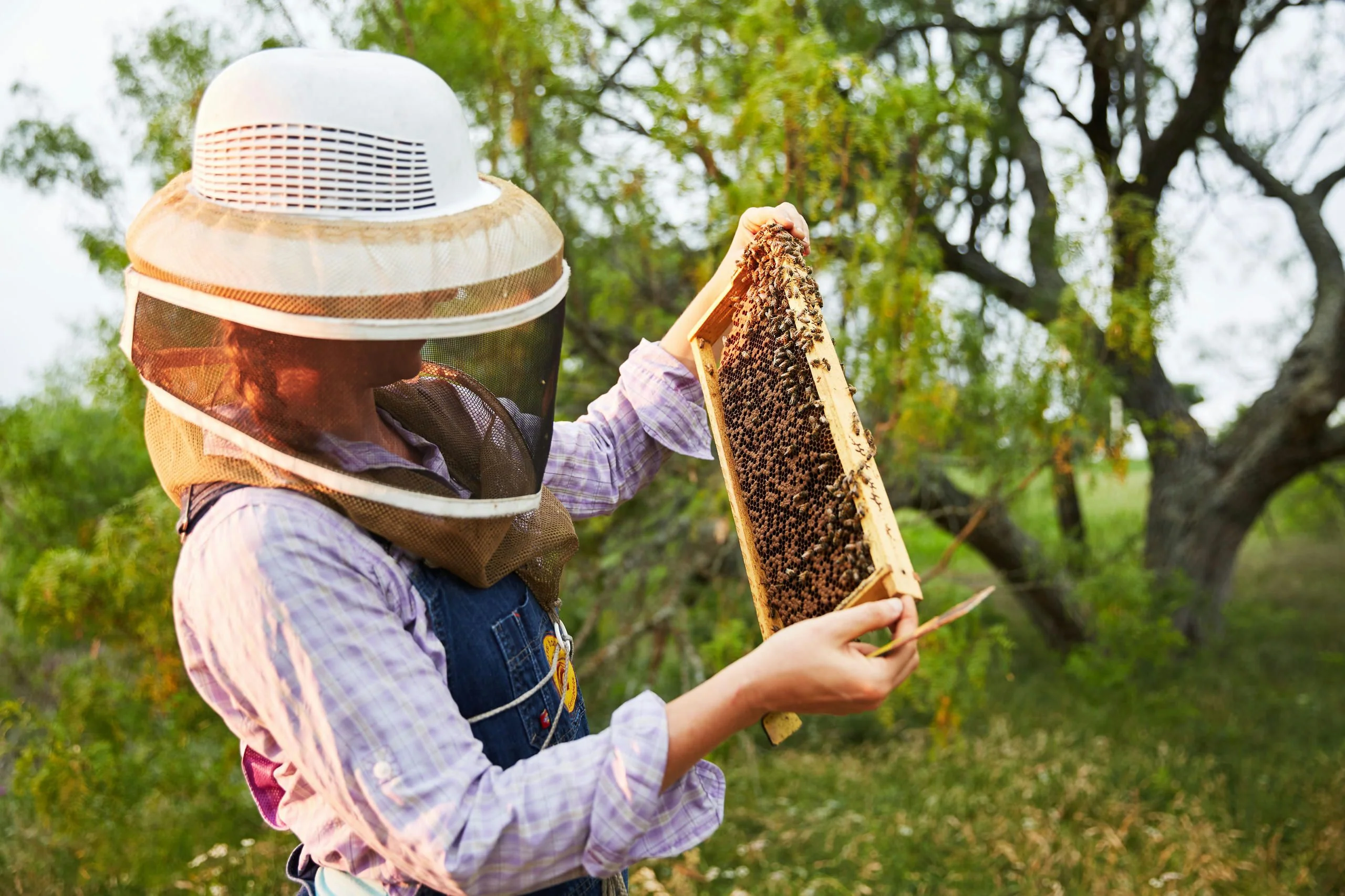 Guided Hands-On Beehive Tour by Professional Beekeeper - Image 2
