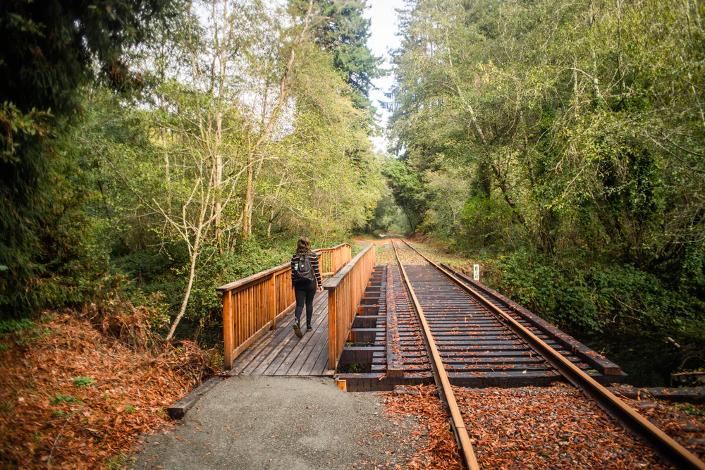 Guided Redwood Hiking Tour with Picnic Lunch