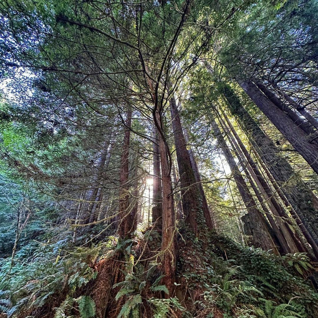 Guided Redwood Hiking Tour with Picnic Lunch - Image 6