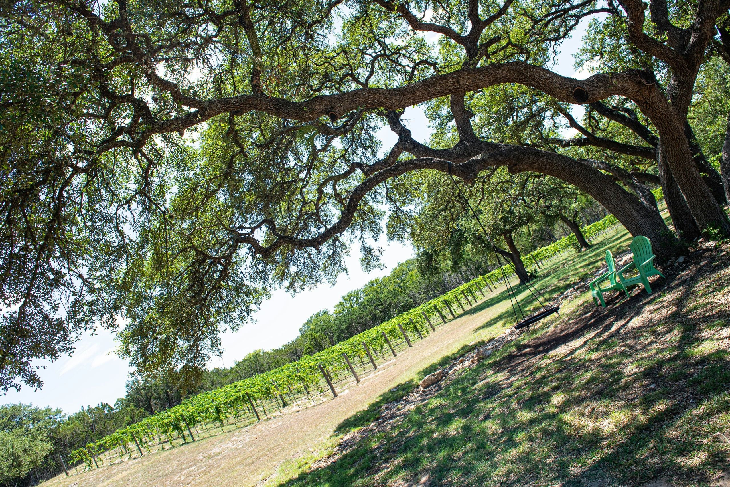 Half-Day Hill Country Wine Shuttle with BYOB - Image 4