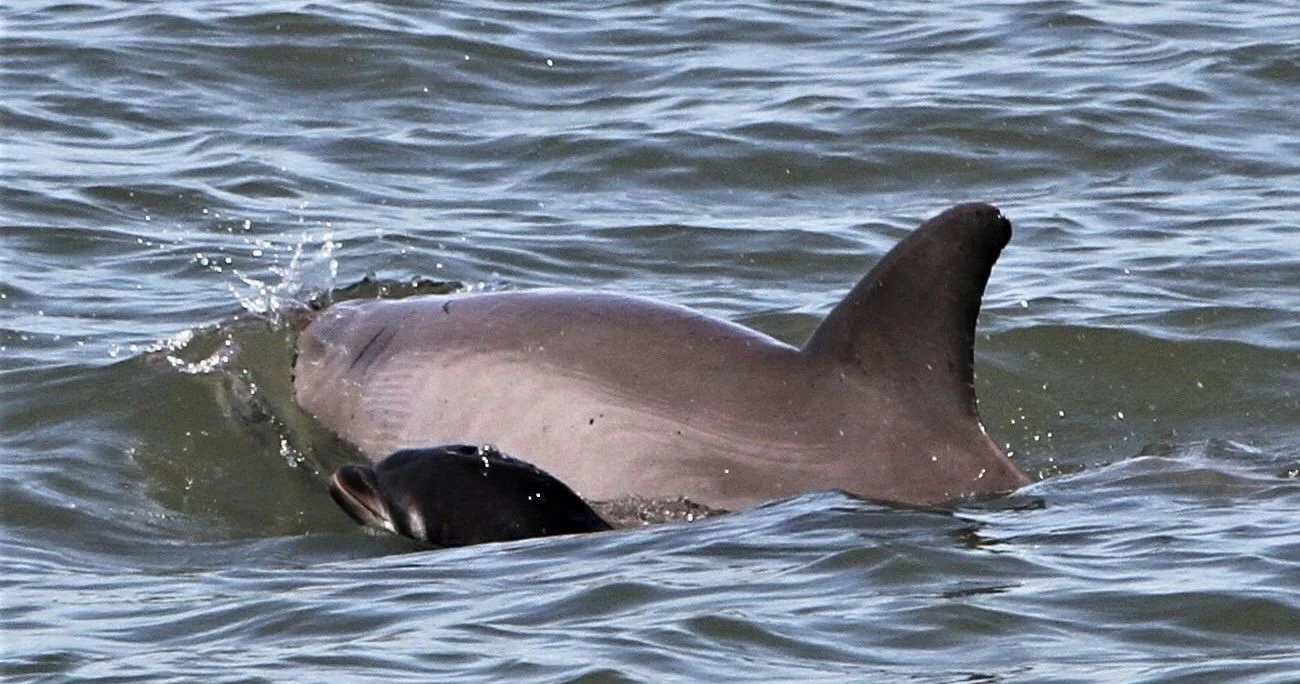 Hilton Head Dolphin Tour - Image 3