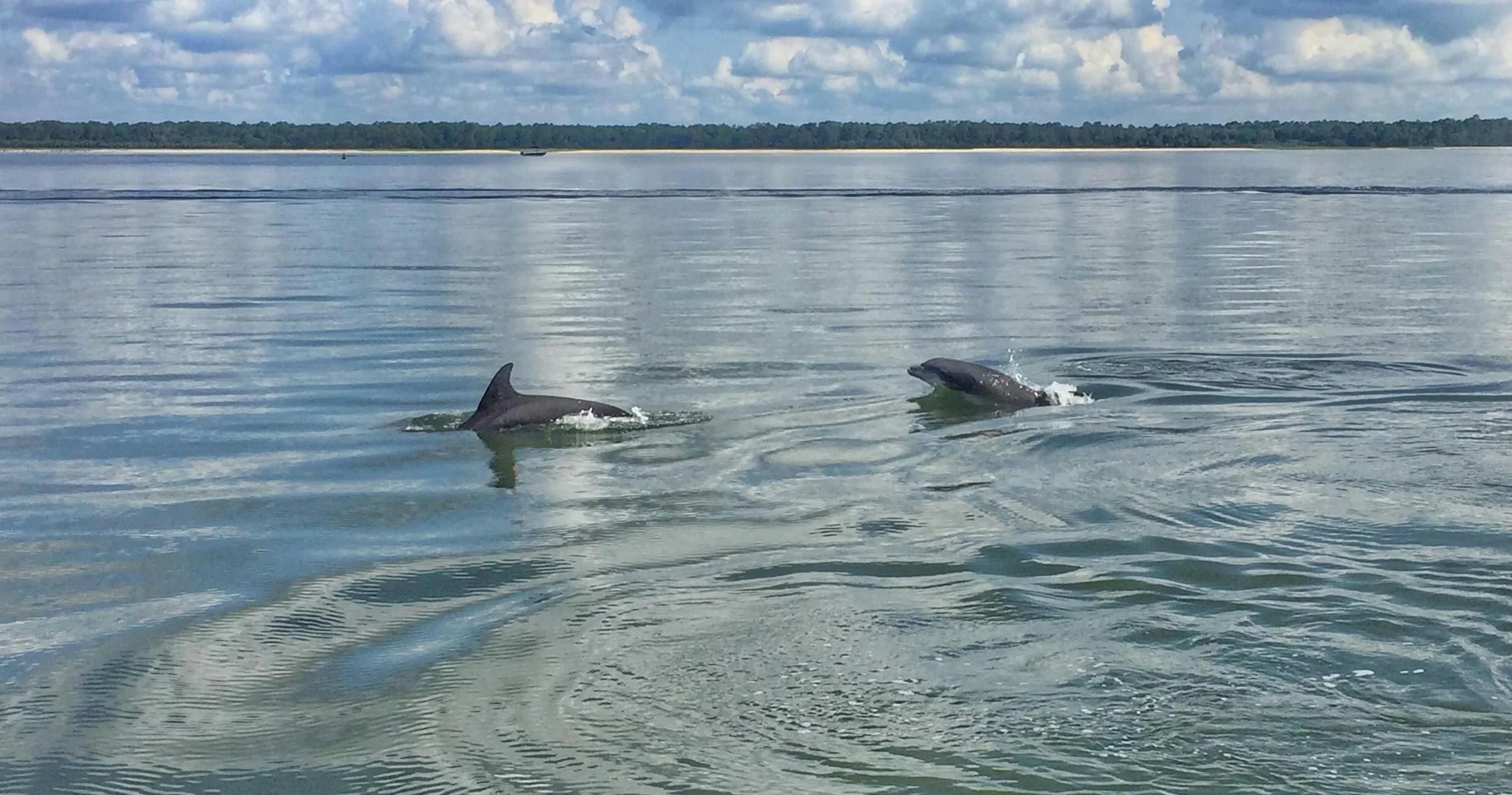 Hilton Head Dolphin Tour - Image 4
