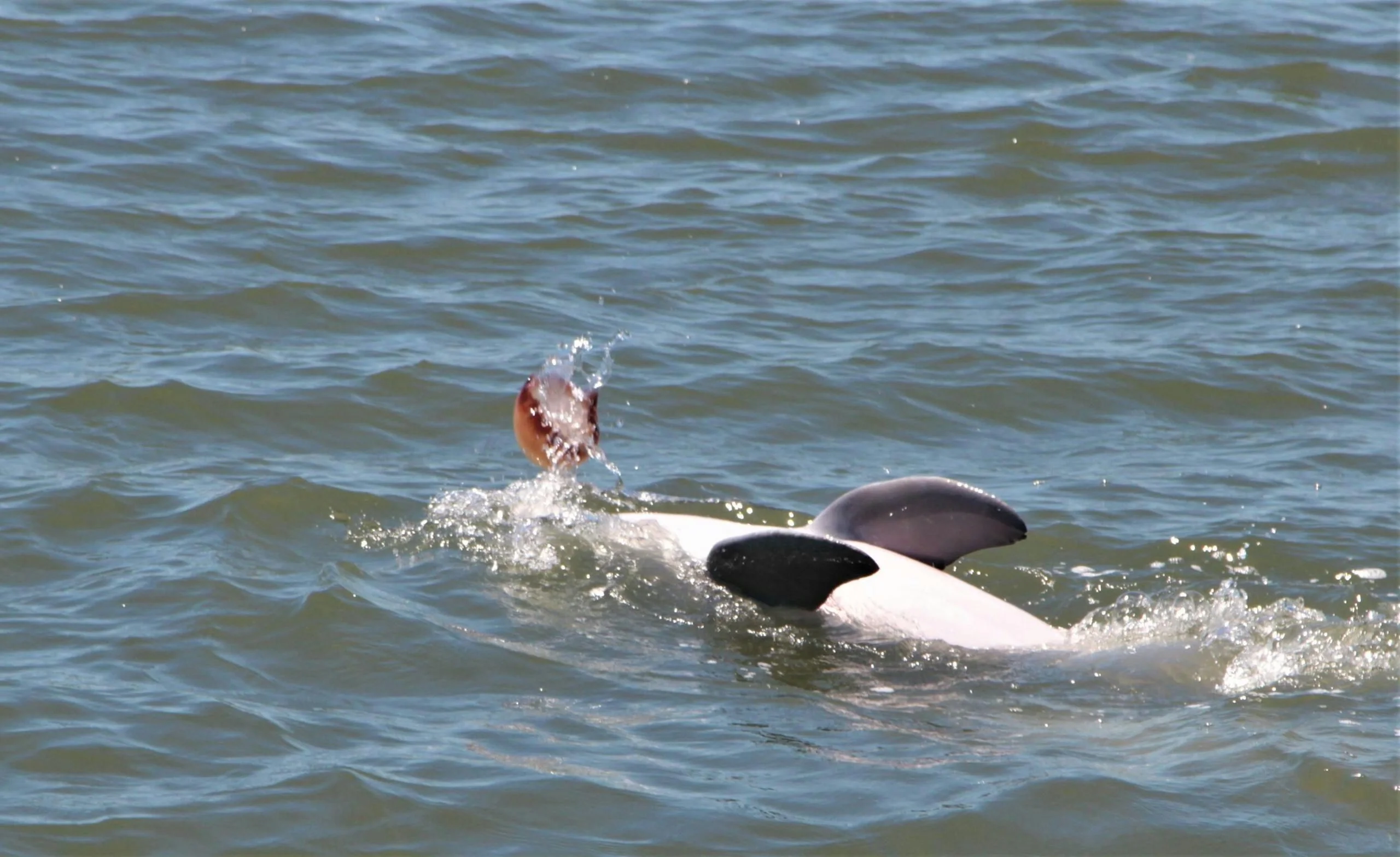 Hilton Head Dolphin Tour - Image 5