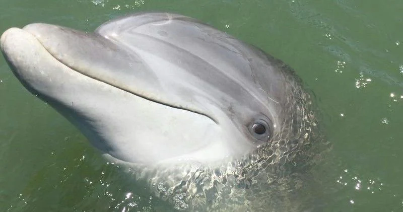 Hilton Head Dolphin Tour - Image 6
