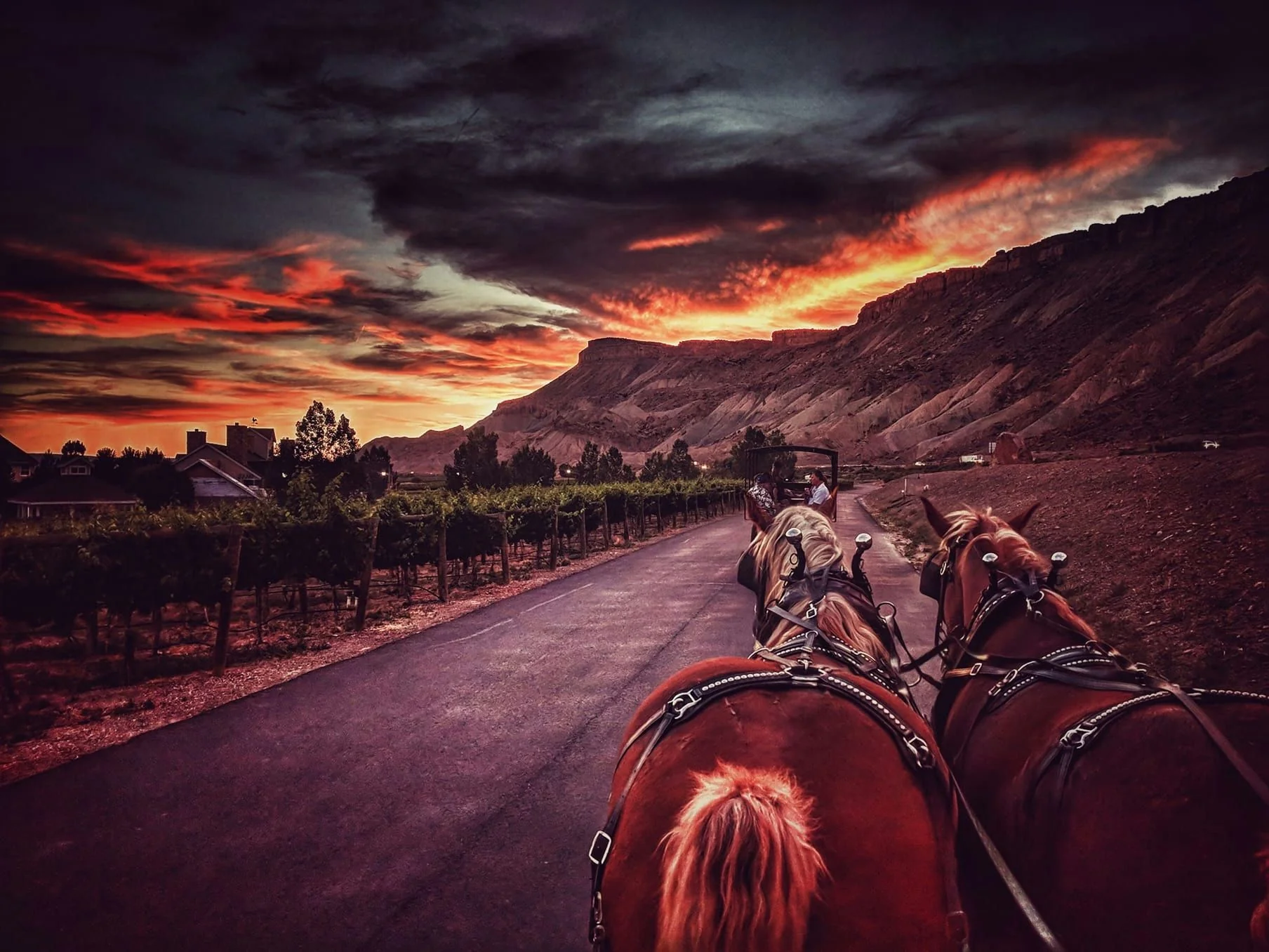 Horse-Drawn Sunset Tour in Palisade - Image 2
