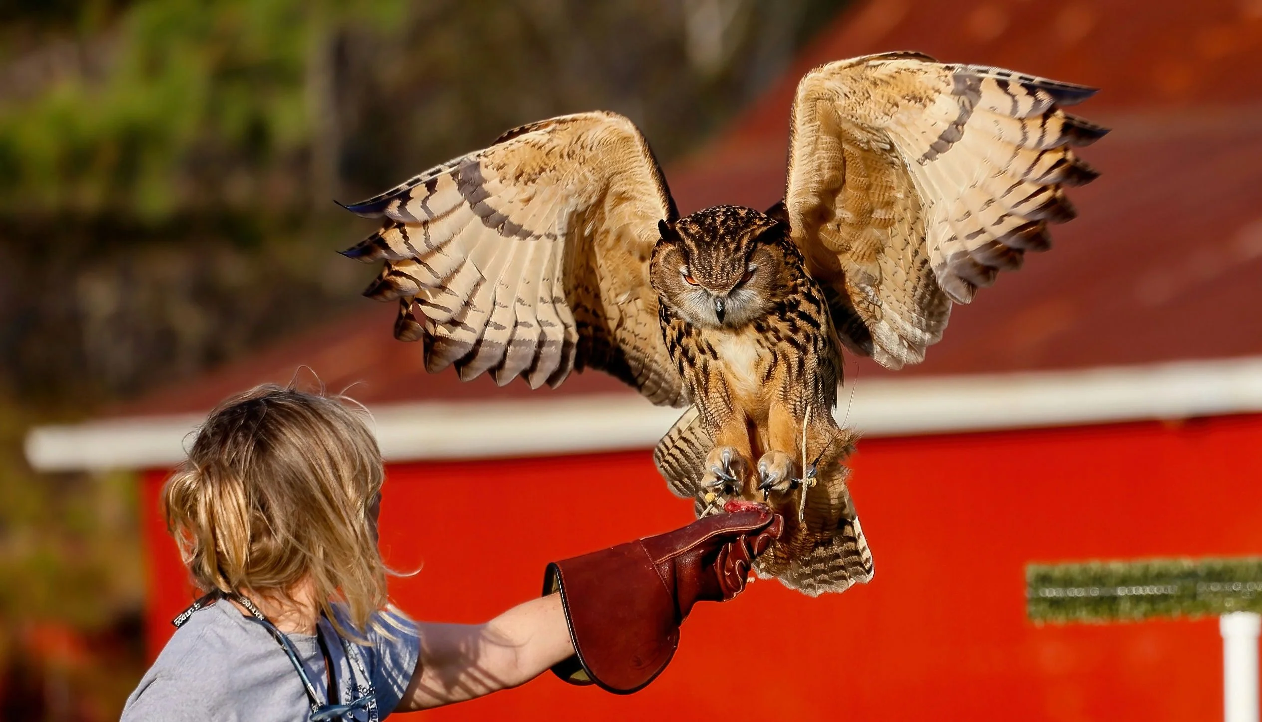 Immersive Falconry 101 Experience - Image 3