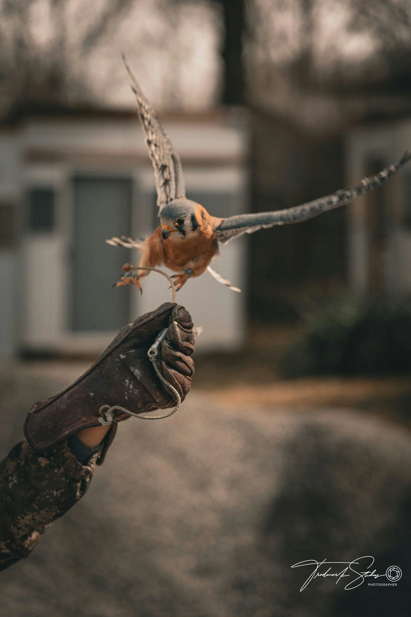 Immersive Falconry 101 Experience - Image 4