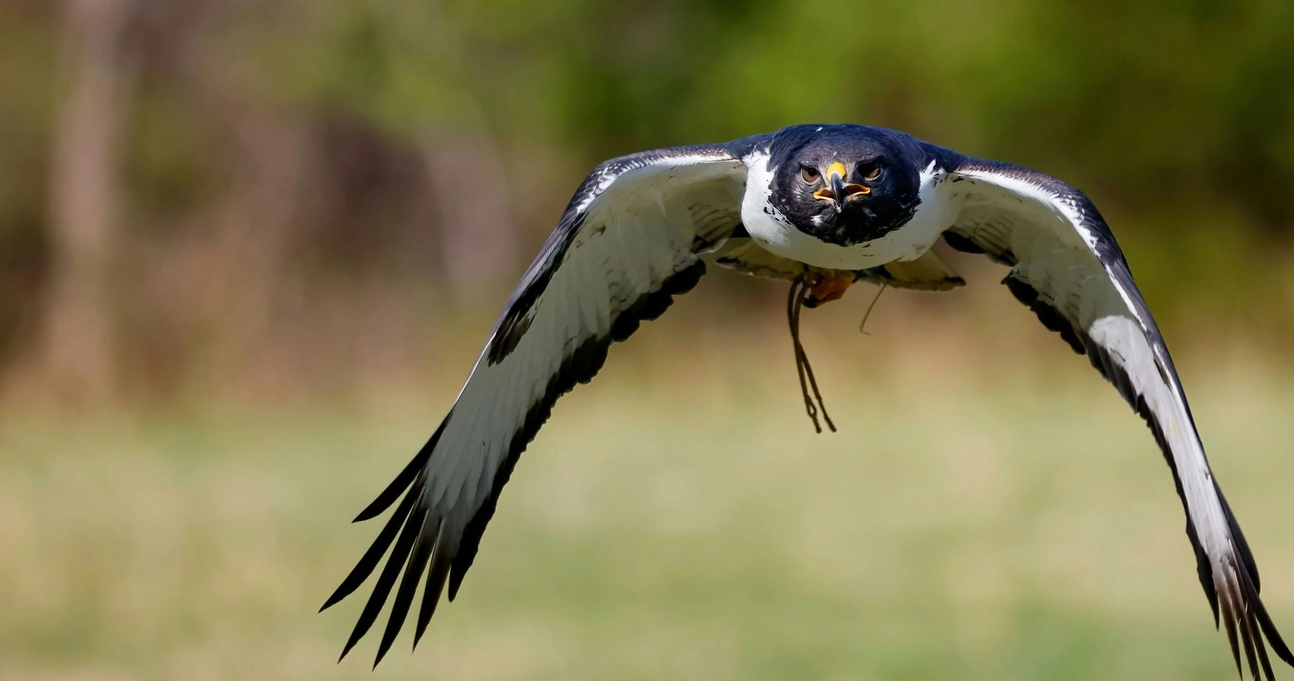 Immersive Falconry 101 Experience - Image 5