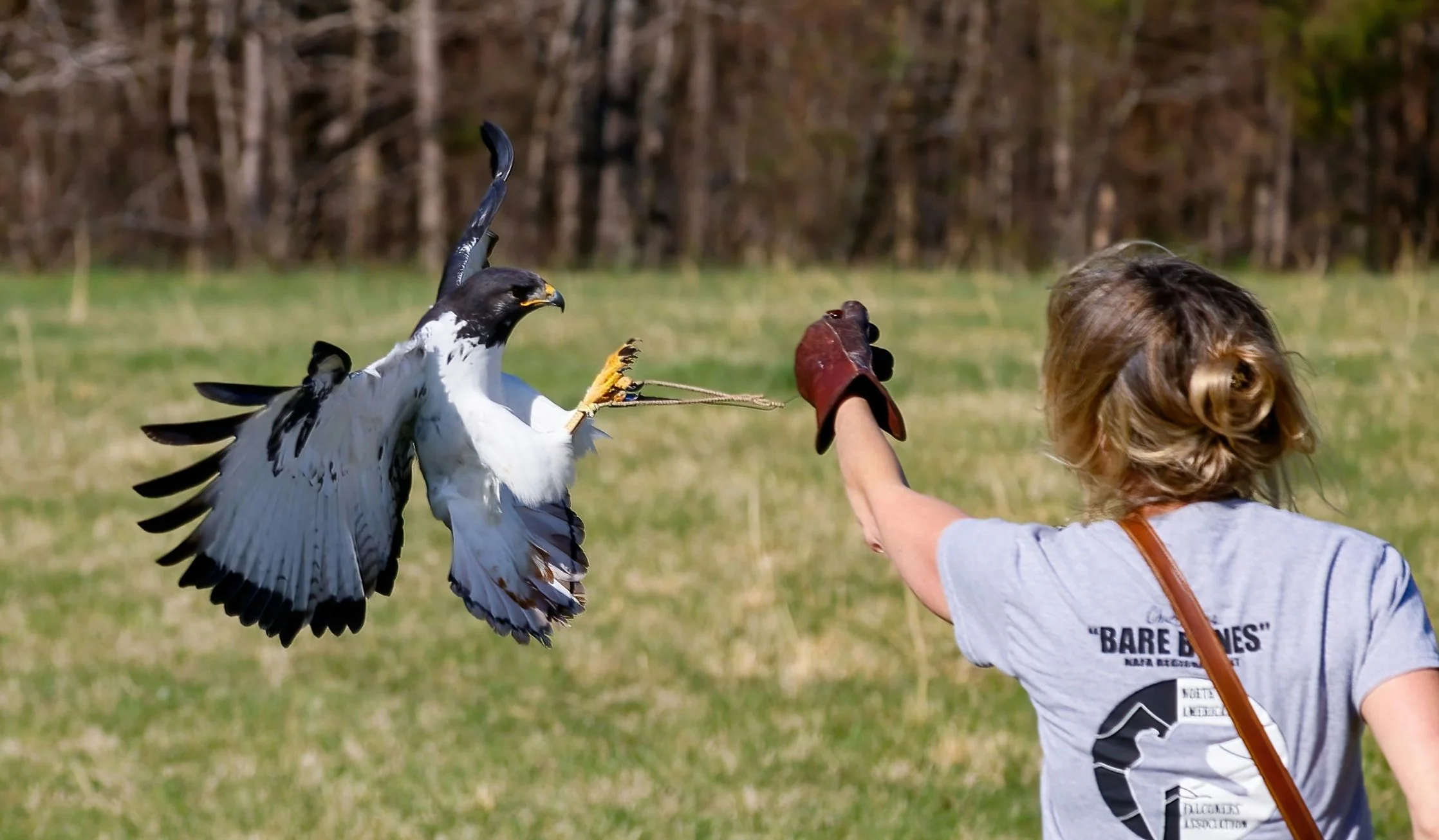 Immersive Falconry 101 Experience - Image 6