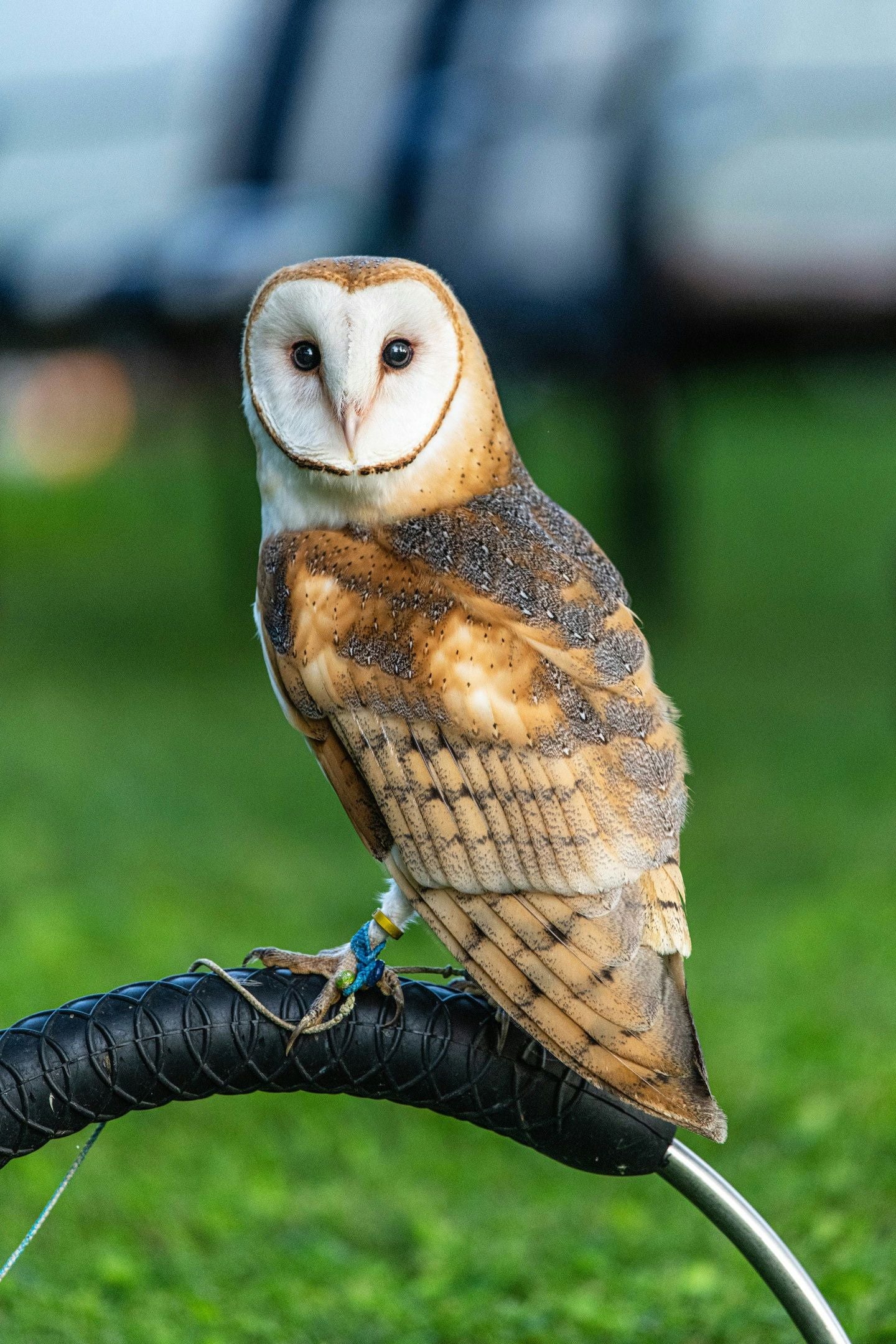 Immersive Falconry 101 Experience - Image 7