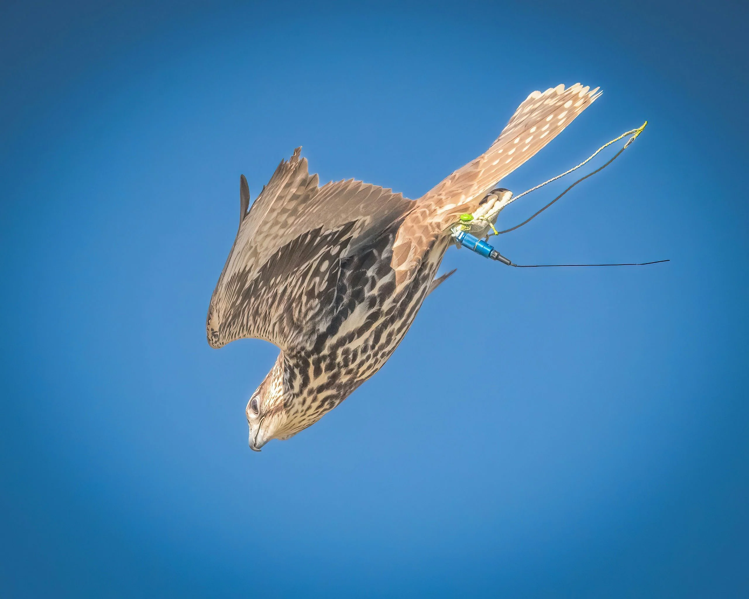 Immersive Falconry 101 Experience - Image 8