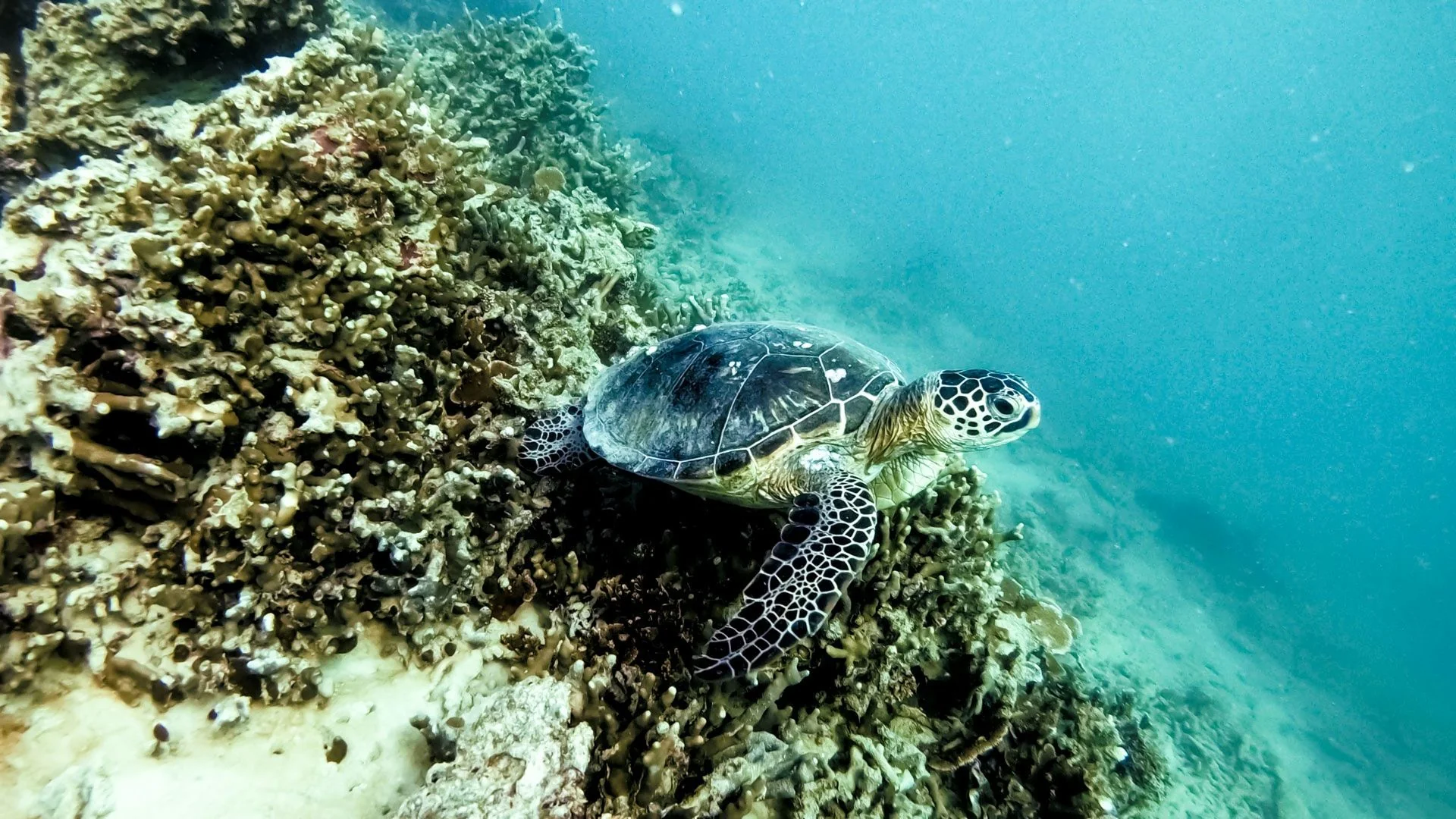 Kaneohe Bay Coral Reef Self-Guided Kayaking Adventure - Image 6