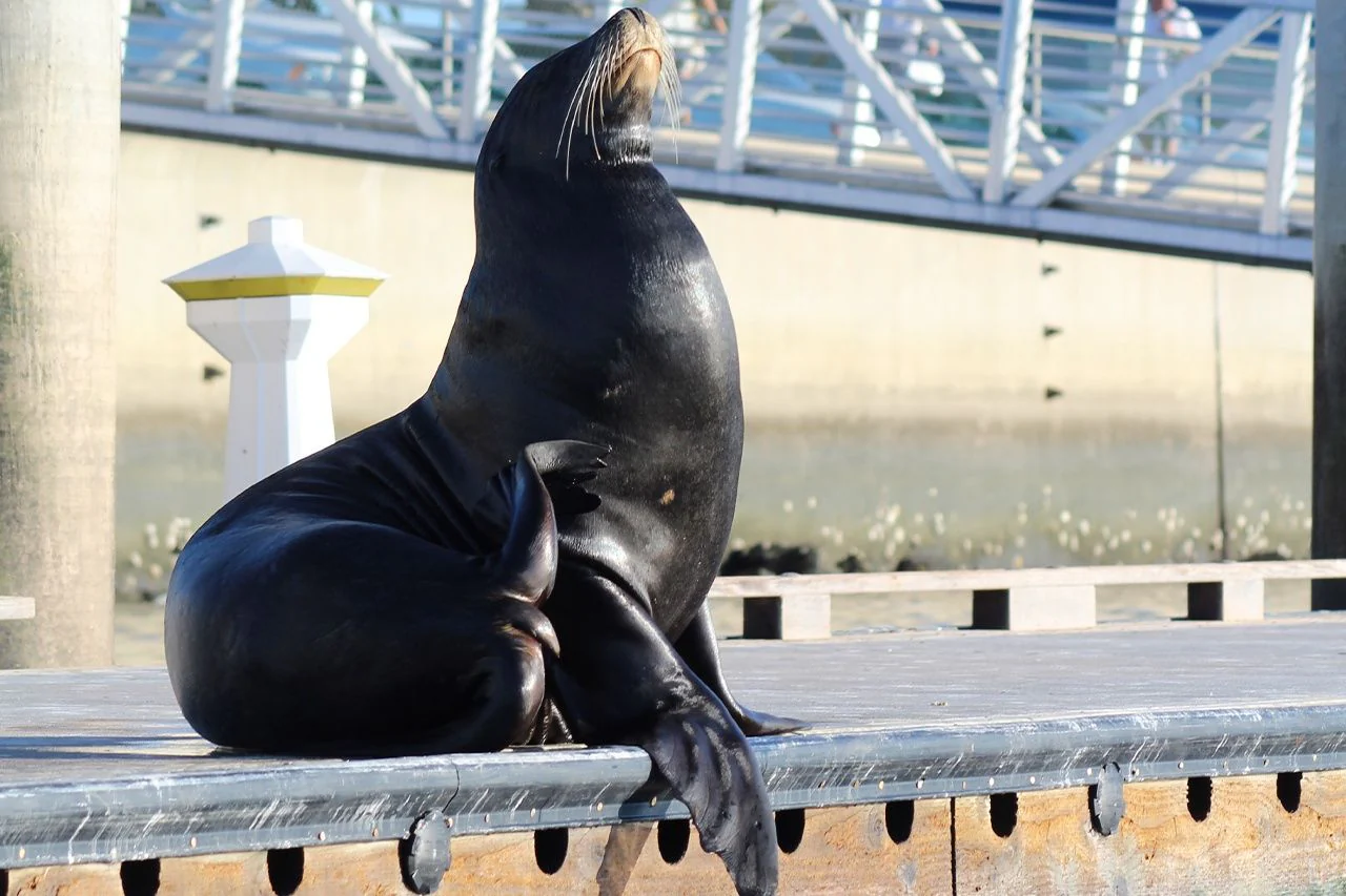 Kayak with Sea Lions in Marina del Rey - Image 3