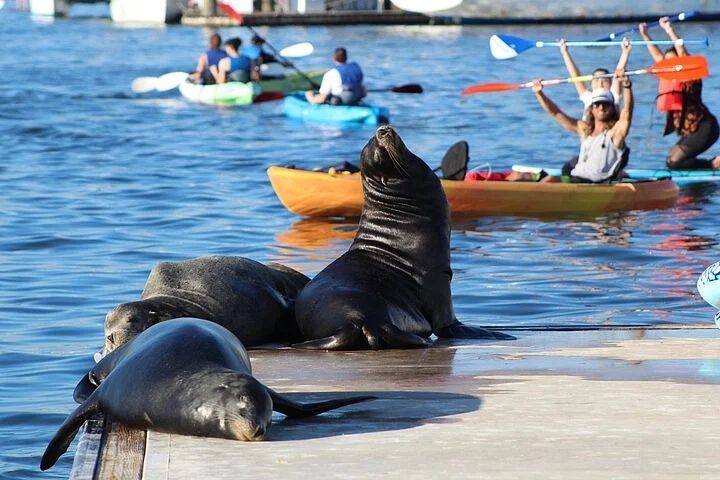 Kayak with Sea Lions in Marina del Rey - Image 4
