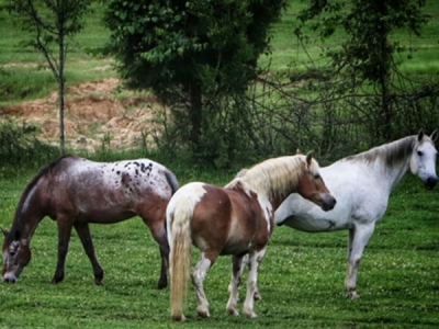 Kids Pony Ride - Image 4