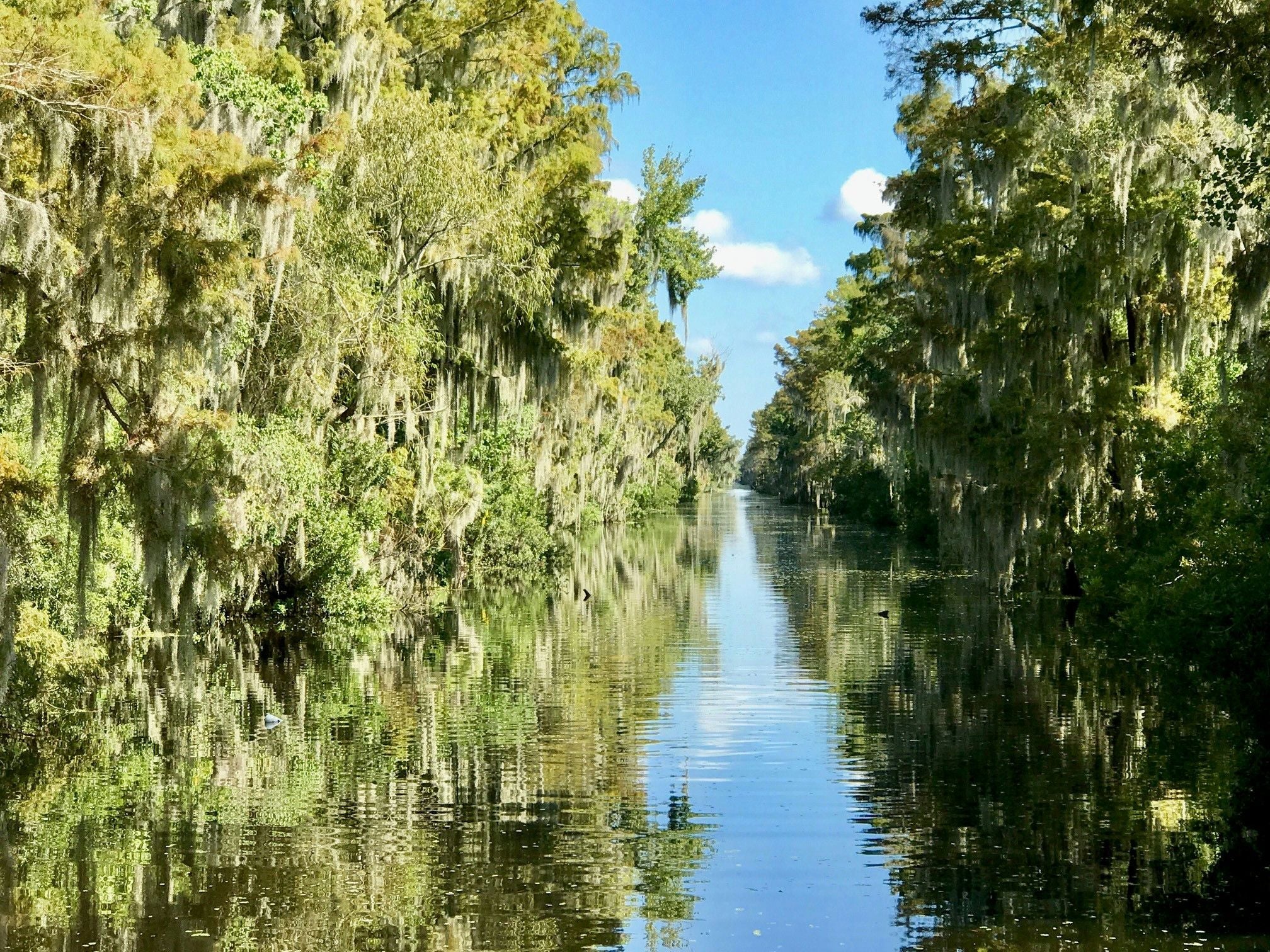 Large Airboat Swamp Tour in New Orleans - Image 2