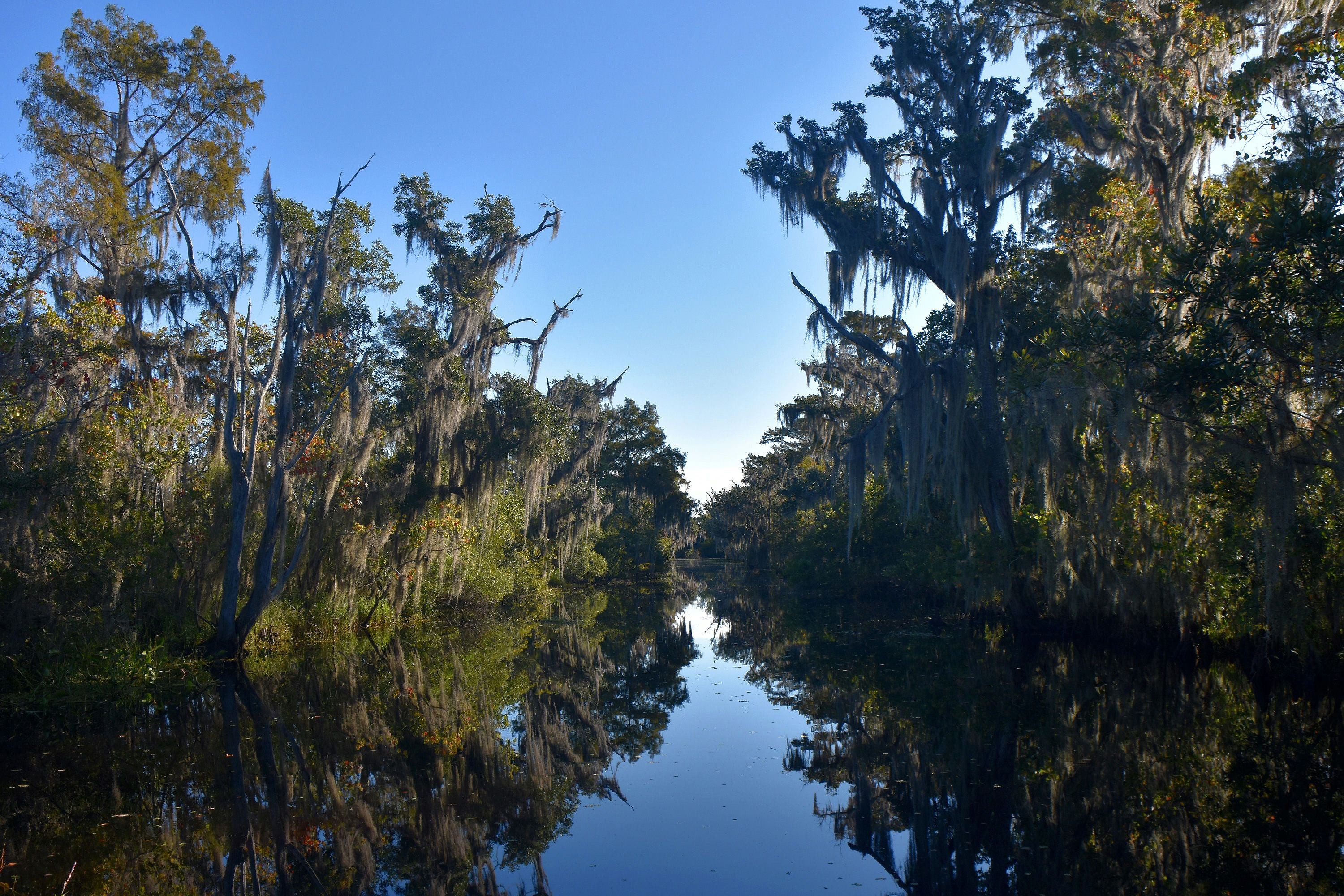 Large Airboat Swamp Tour in New Orleans - Image 3