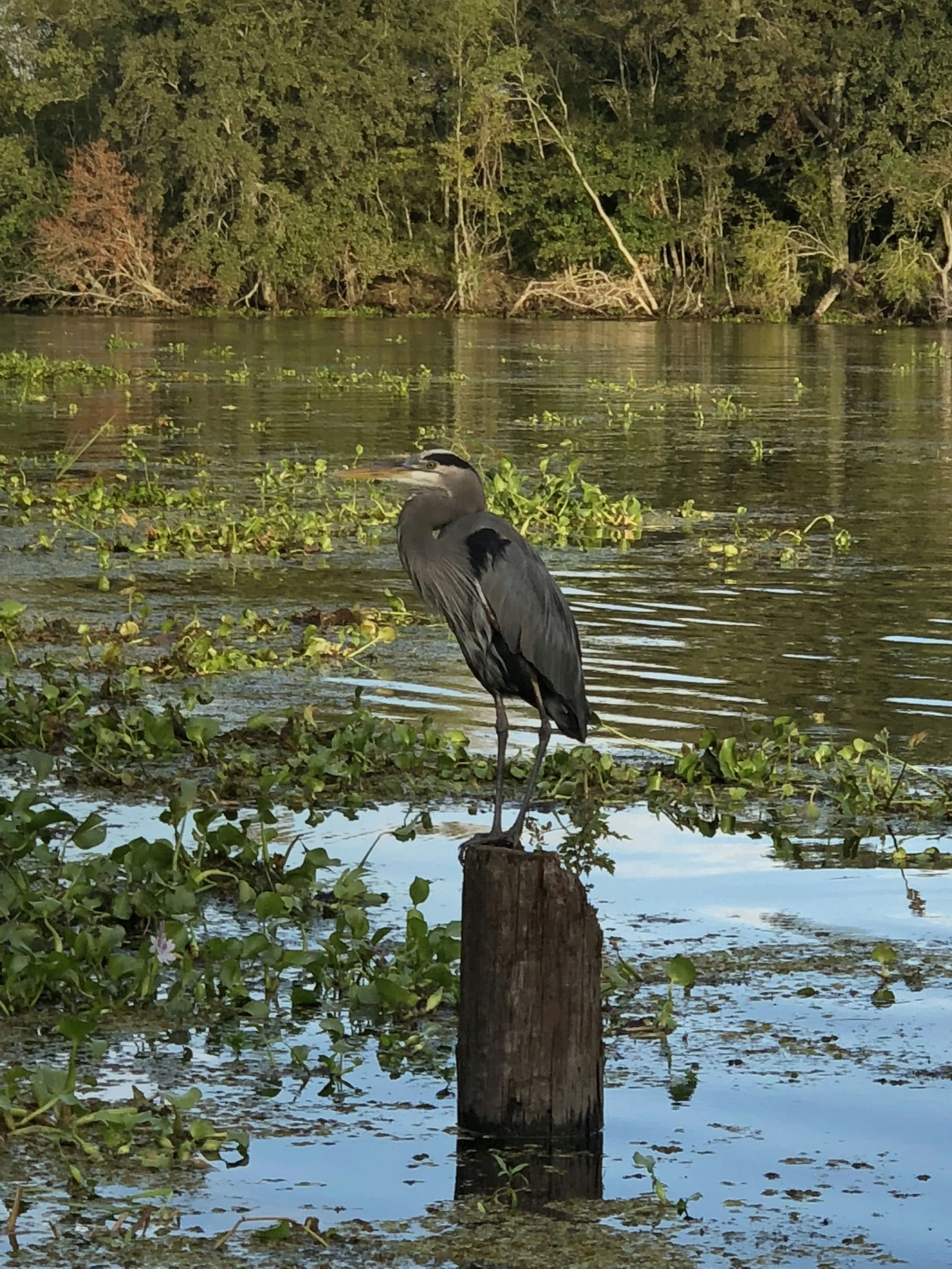 Large Airboat Swamp Tour in New Orleans - Image 6