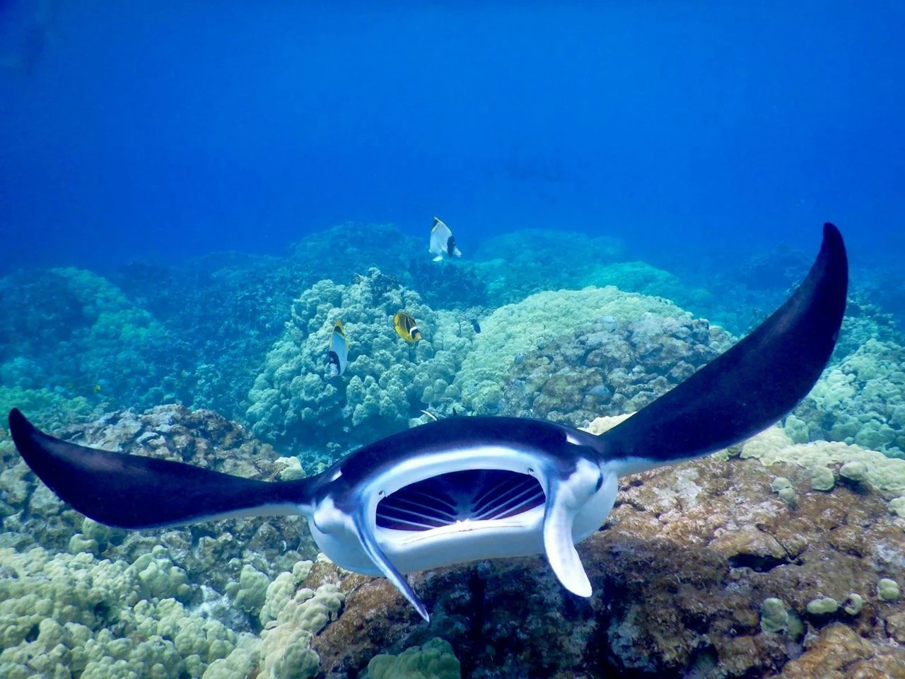 Late Night Manta Ray Snorkel - Image 5