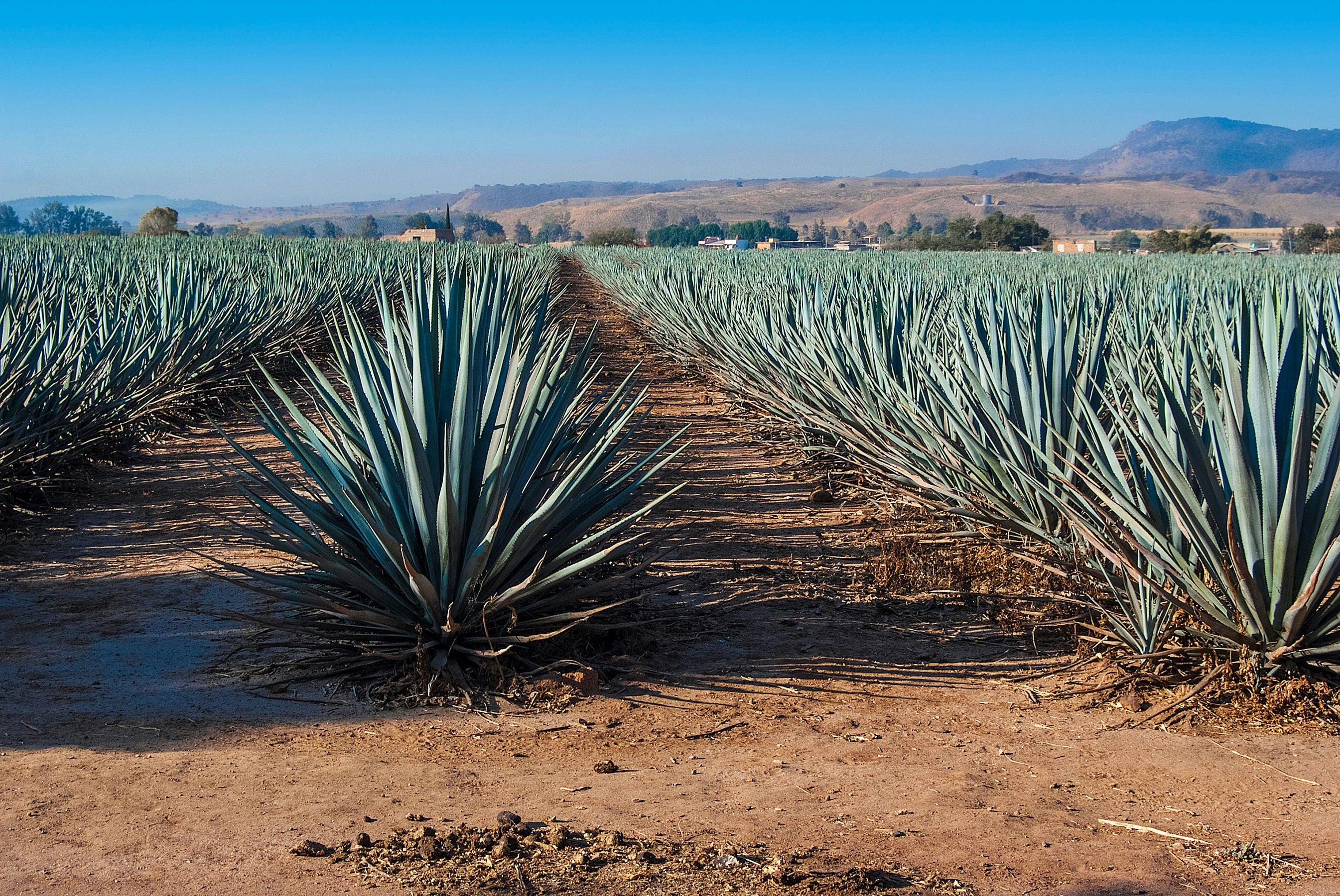 Los Angeles Tequila Tasting Workshop - Image 5