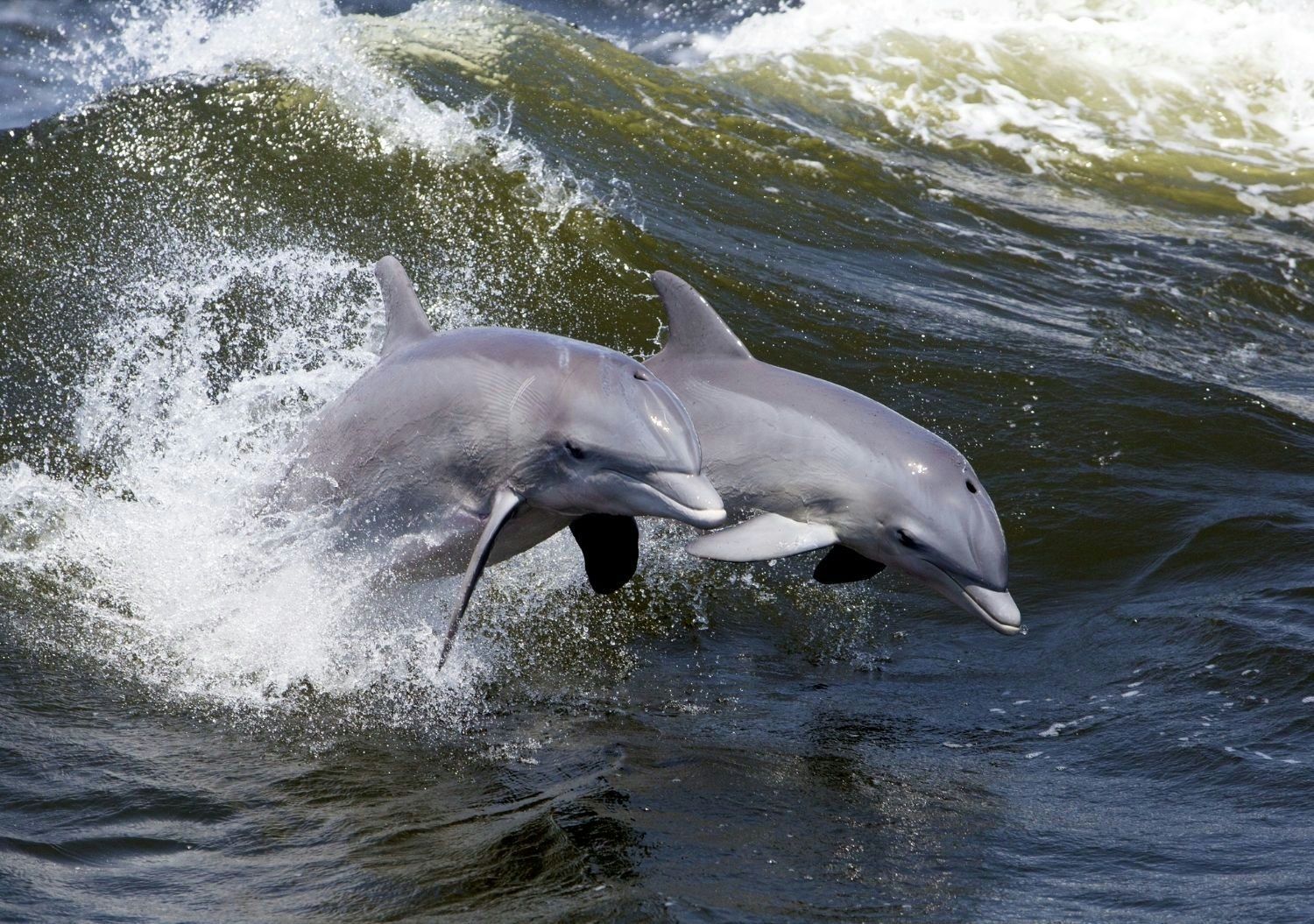 Lowcountry Lunch Cruise - Image 3