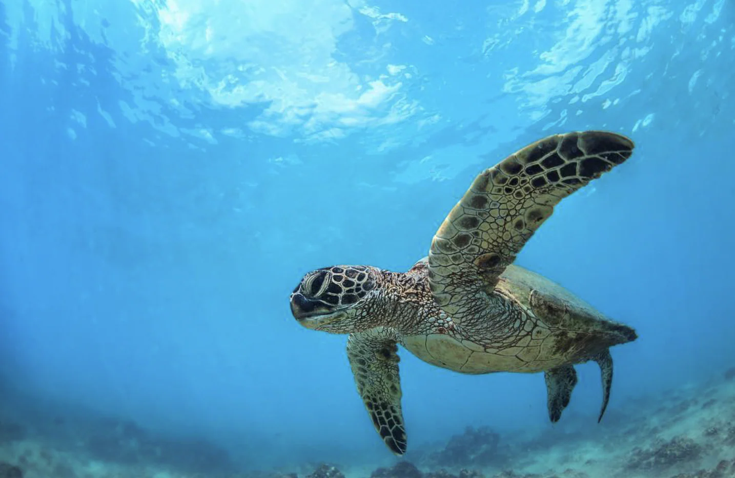 Makena South Maui Snorkeling Tour - Image 4