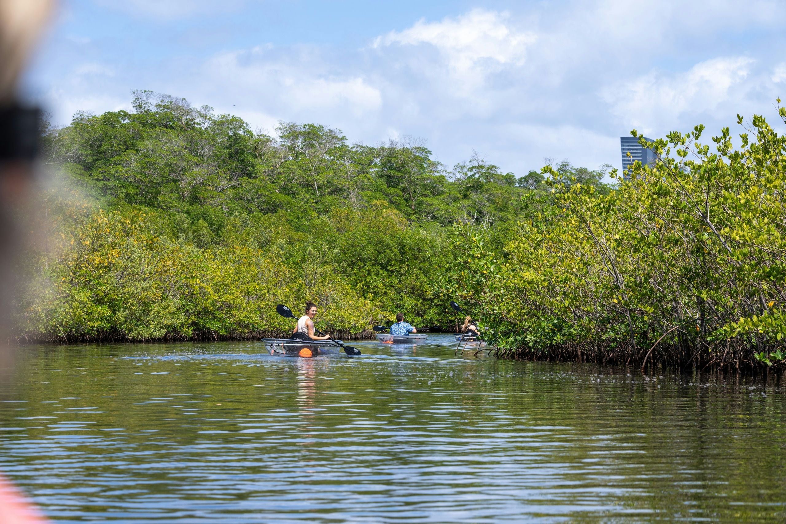 Miami Mangroves Clear Kayak Tour - Image 3