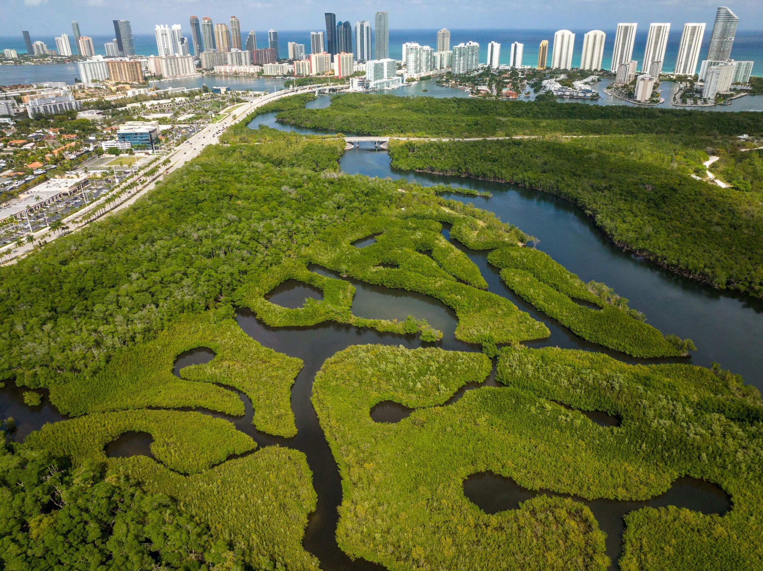Miami Mangroves Clear Kayak Tour - Image 4