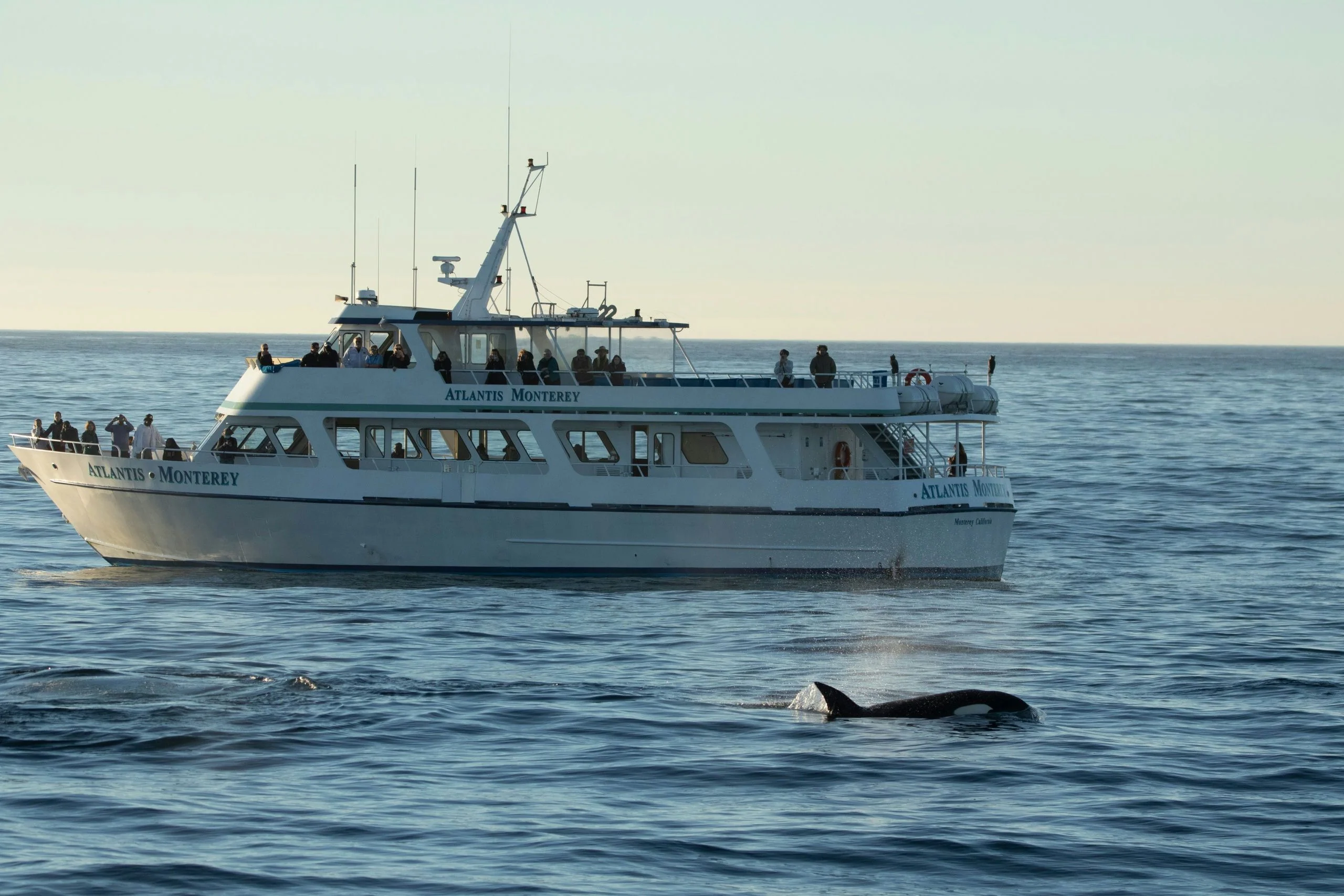 Monterey Orca Killer Whale Cruise