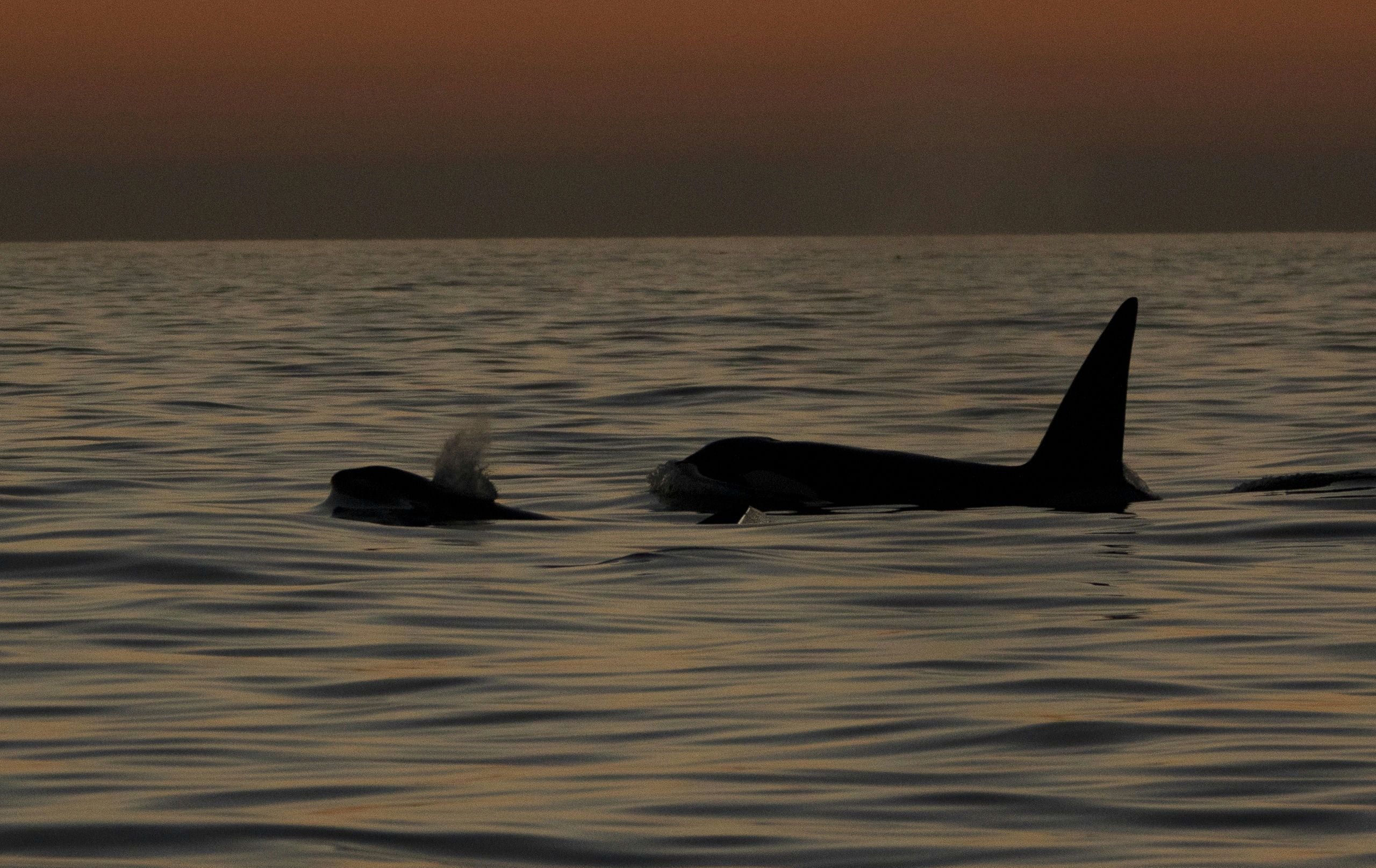 Monterey Orca Killer Whale Cruise - Image 3