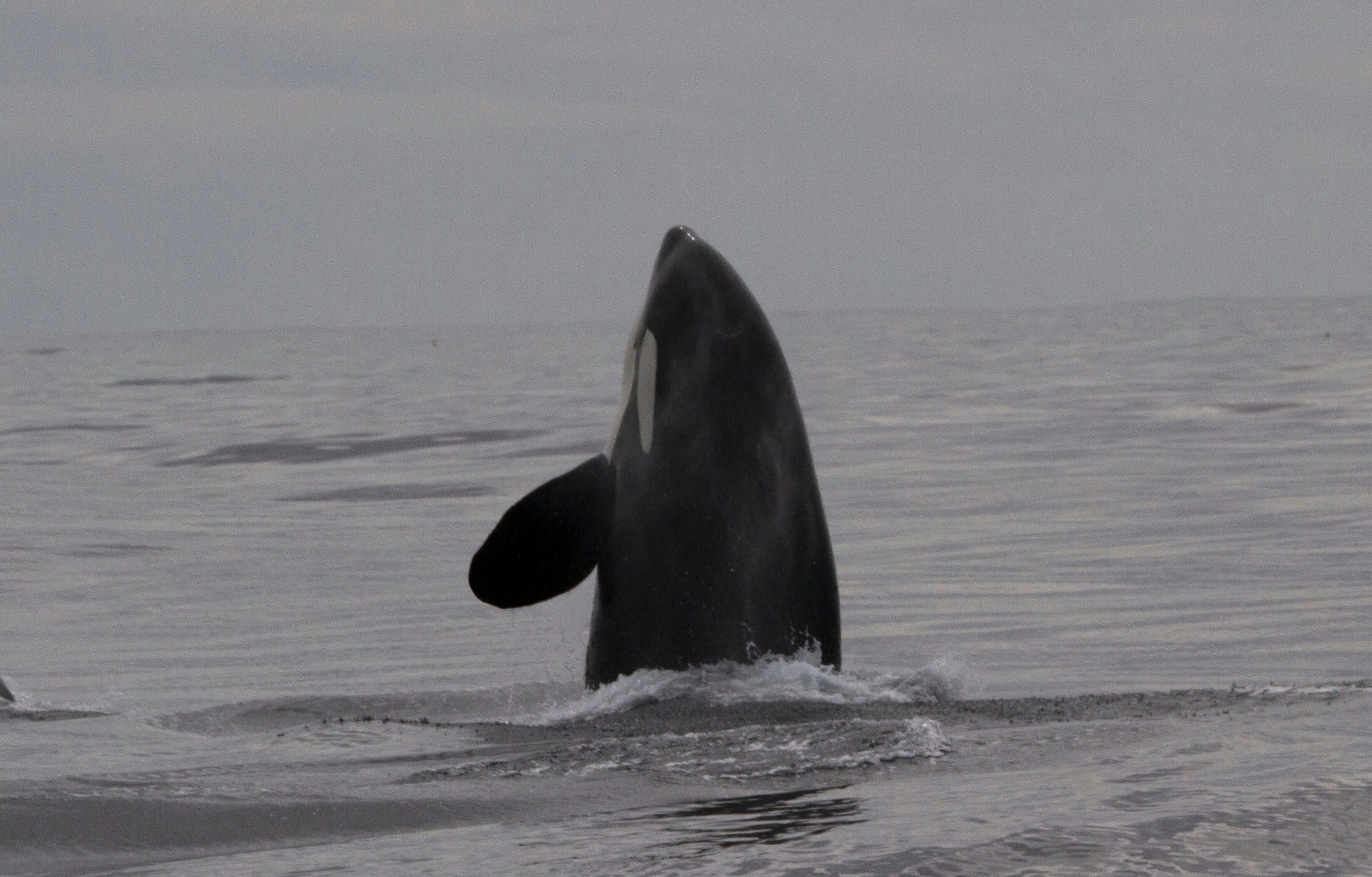 Monterey Orca Killer Whale Cruise - Image 5