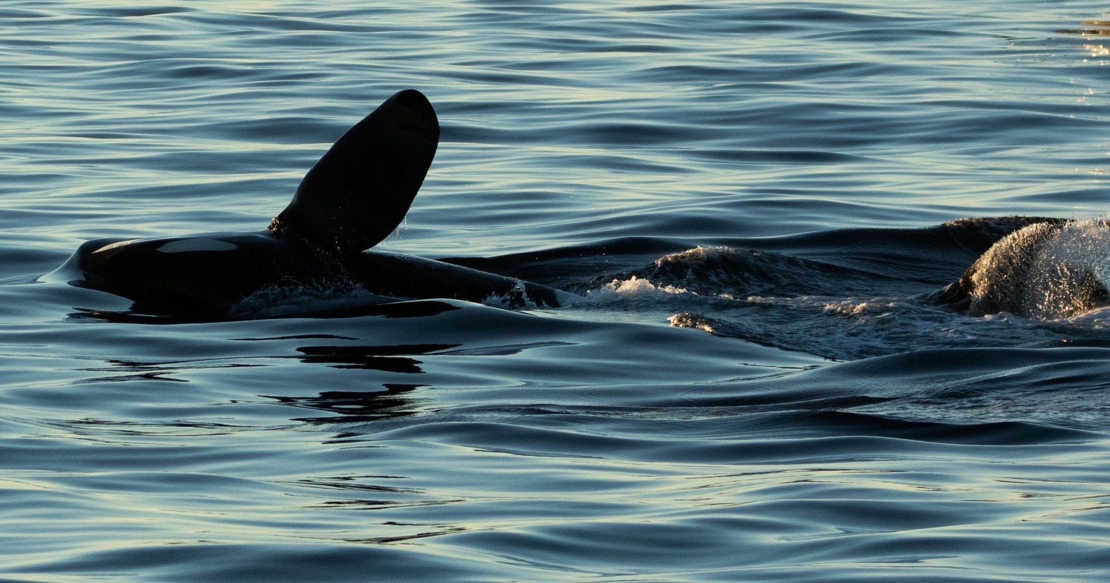 Monterey Orca Killer Whale Cruise - Image 6