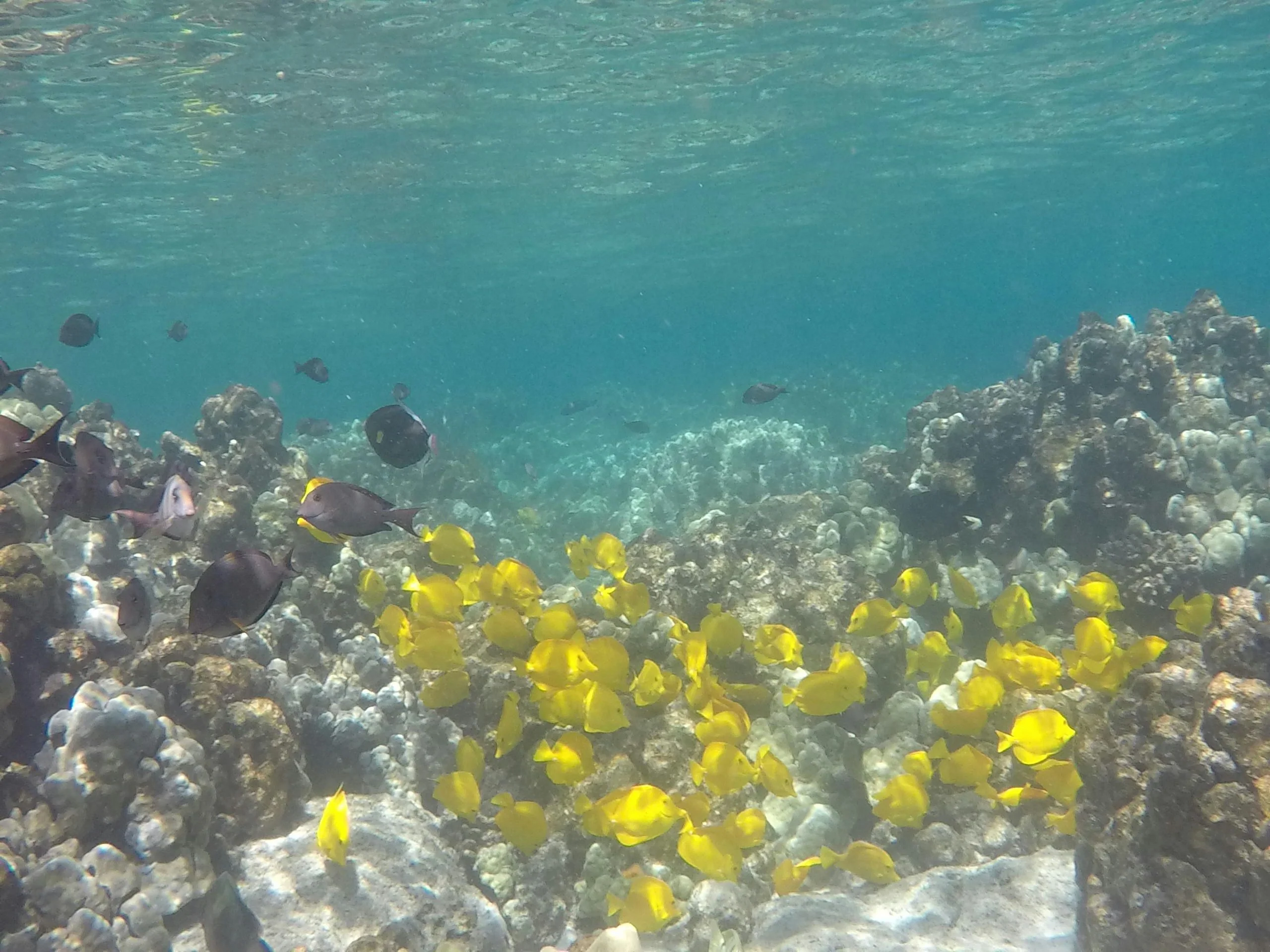 Morning Kealakekua Snorkel & Sail - Image 5