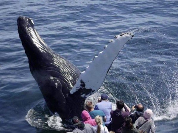 New England Aquarium Whale Watch Cruise