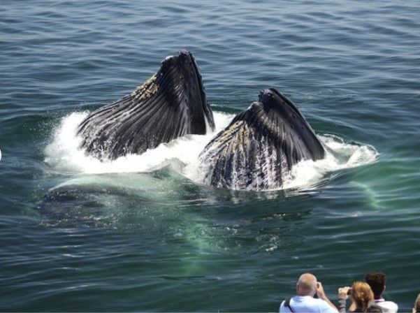 New England Aquarium Whale Watch Cruise - Image 3
