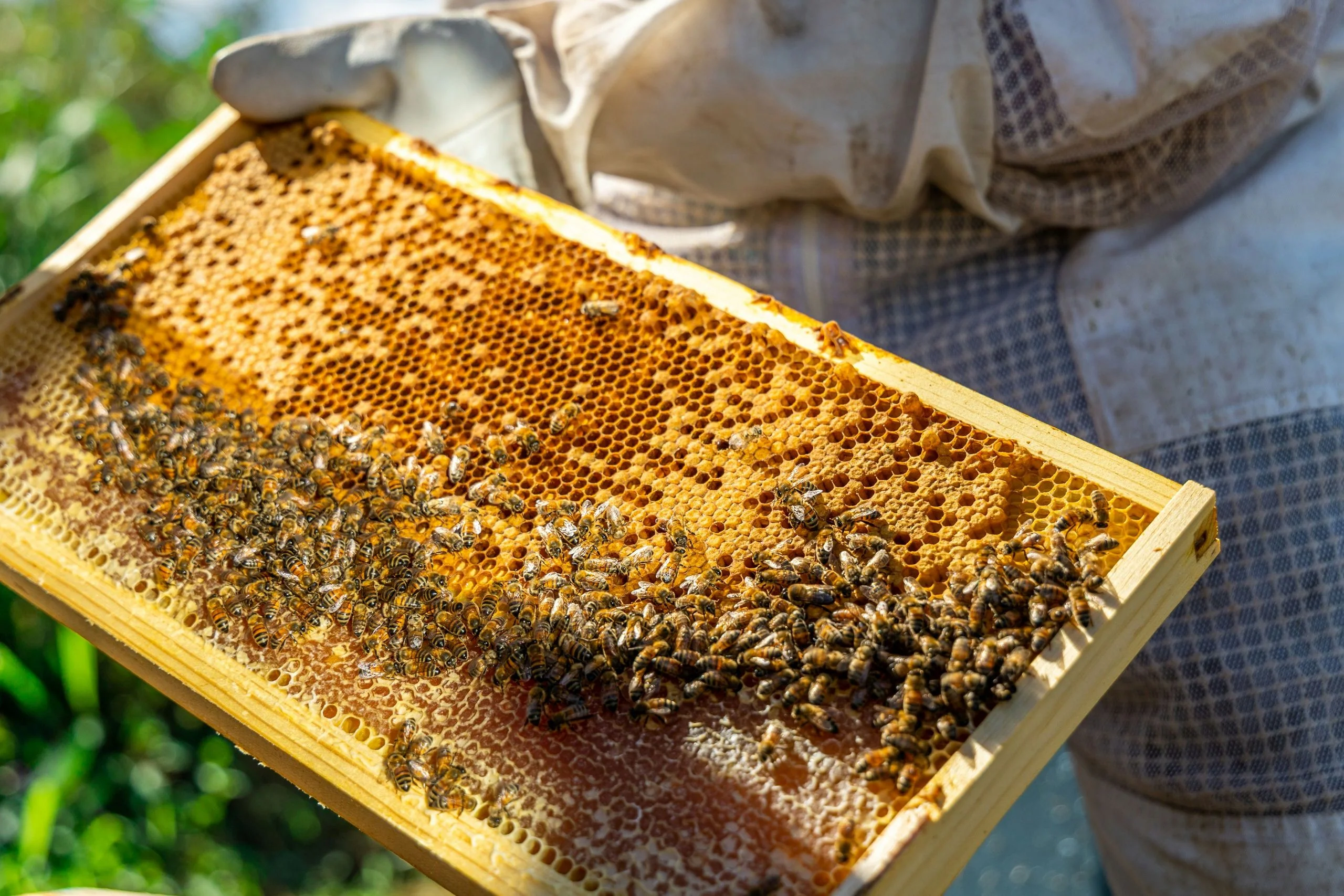 Oahu Bee Farm Tour & Honey Tasting - Image 3