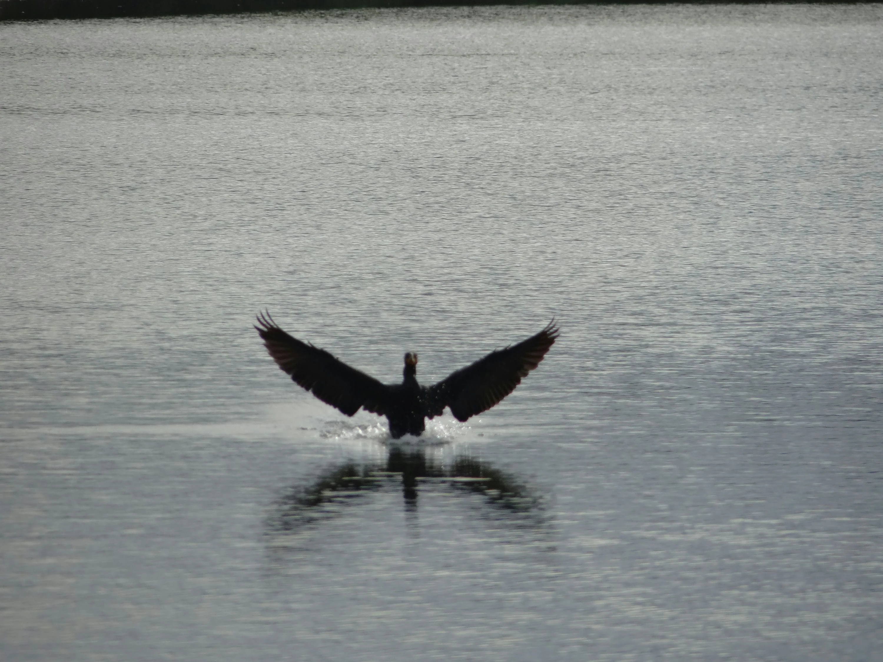 Oak Alley Plantation + Small Airboat Swamp Tour - Image 5