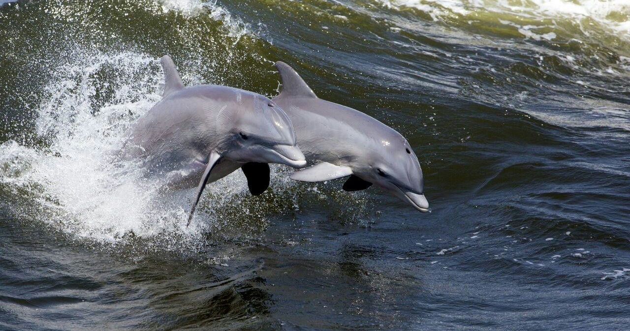 Ocean Dolphin Cruise in Hilton Head - Image 2