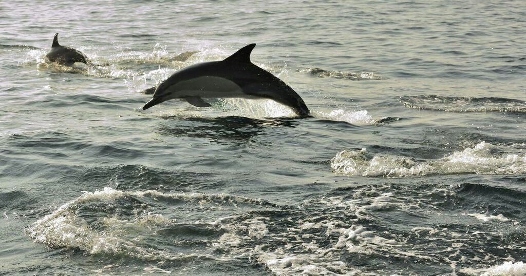 Ocean Dolphin Cruise in Hilton Head - Image 3