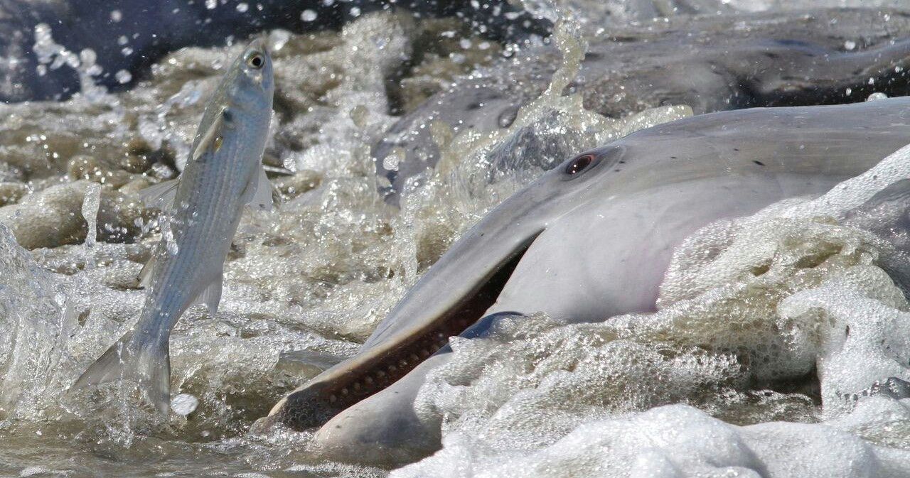 Ocean Dolphin Cruise in Hilton Head - Image 4