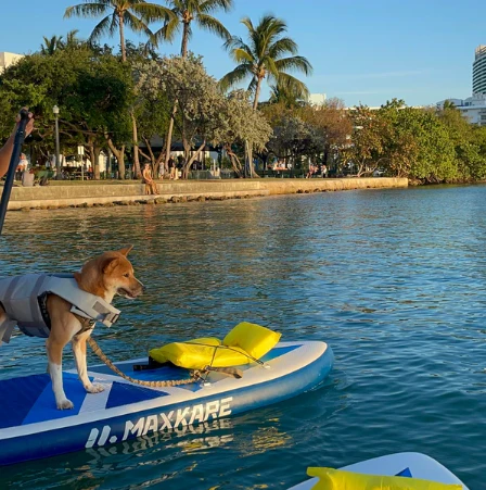 Paws & Paddle Board Rental on Biscayne Bay - Image 2