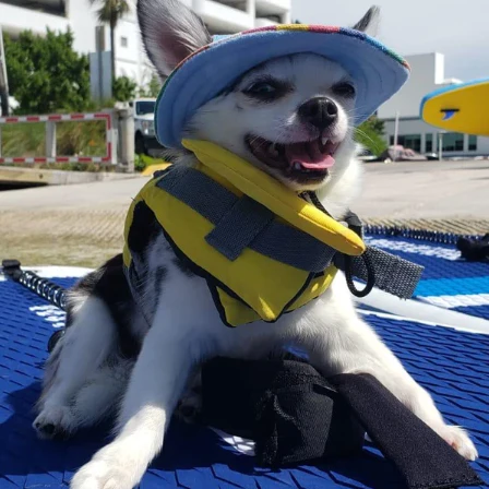 Paws & Paddle Board Rental on Biscayne Bay - Image 5