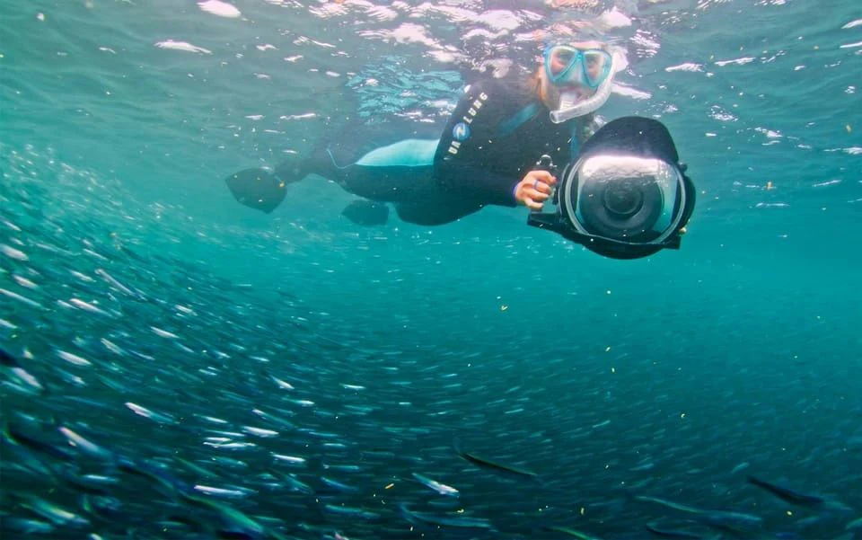 Pelagic Offshore Wildlife Expedition - Image 3