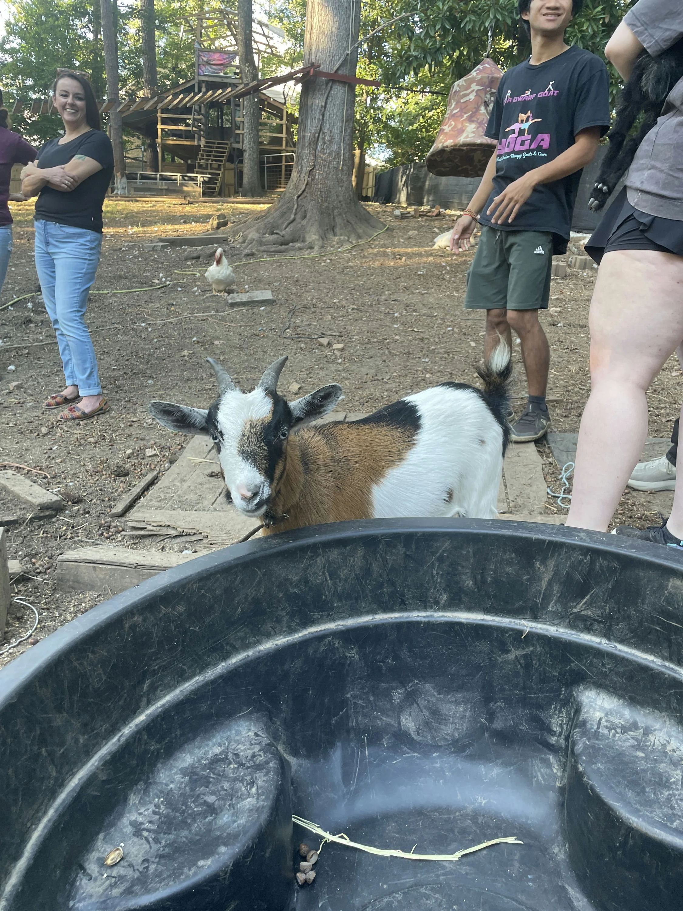 Pottery Workshop with Dwarf Goats in Tucker - Image 5