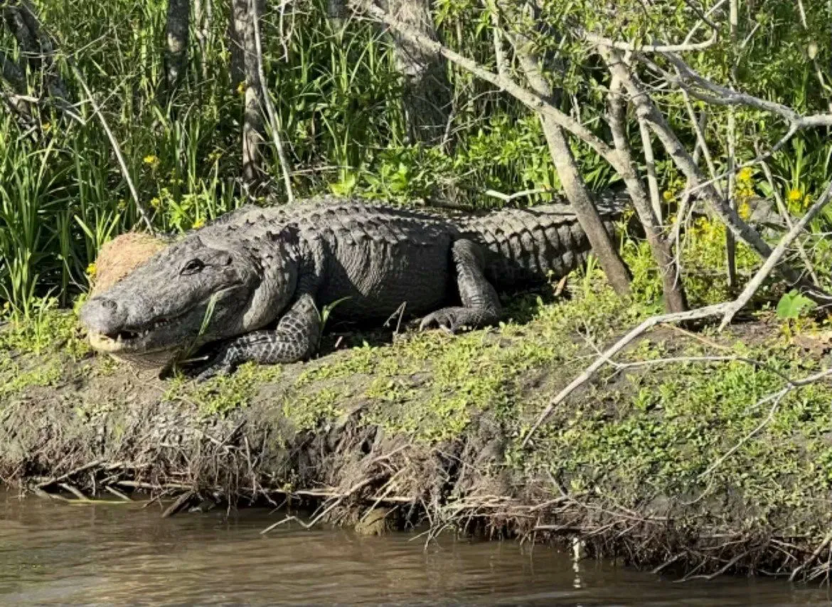 Premium Small Airboat Swamp Adventure - Image 3
