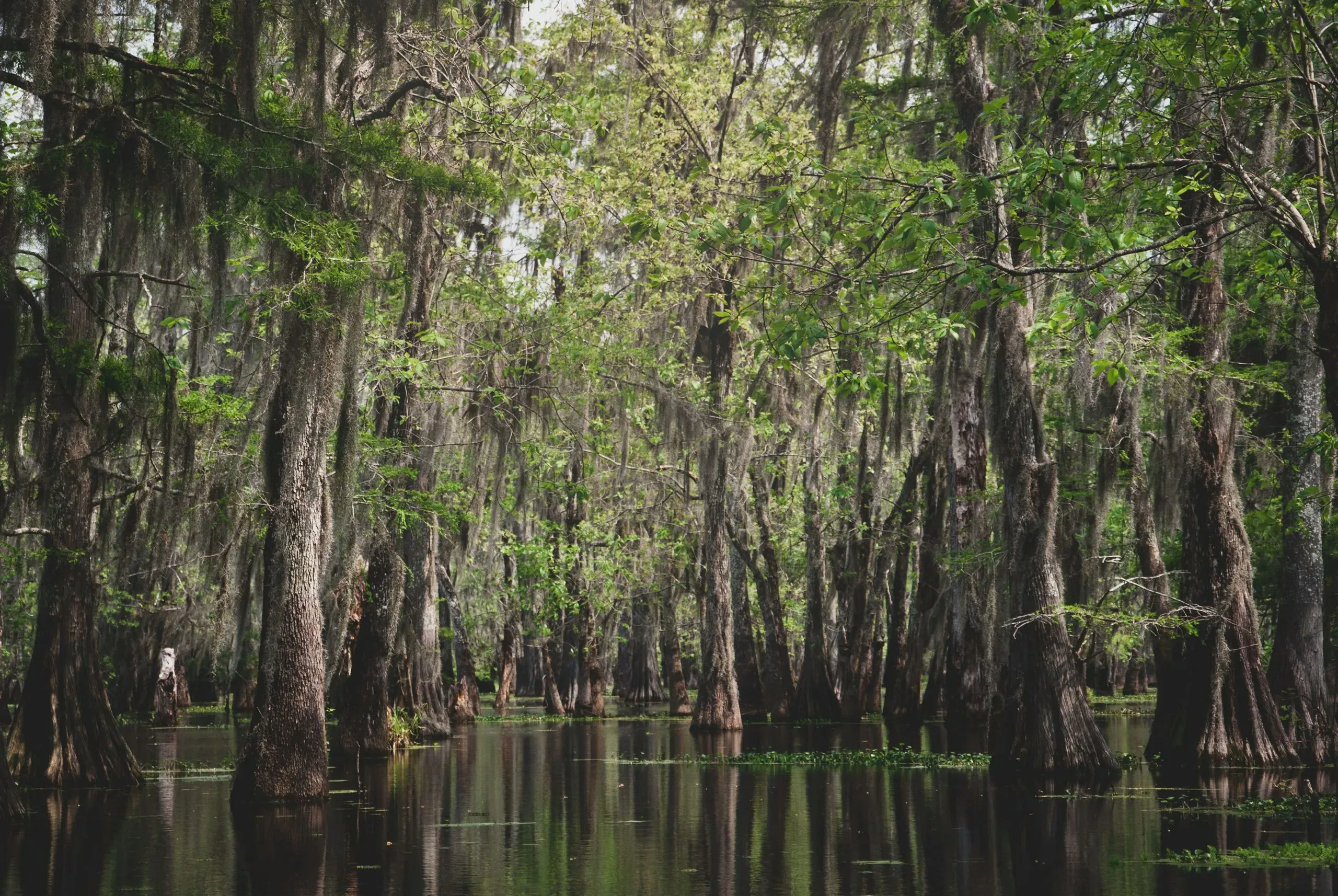 Premium Small Airboat Swamp Adventure - Image 5