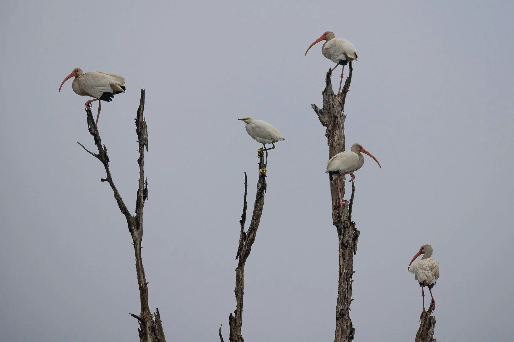 Private New Orleans Boat Birding Tour - Image 7