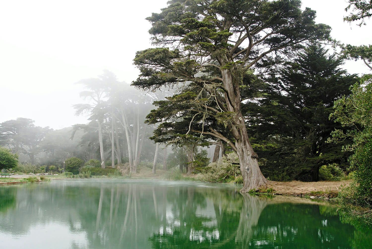 Private Walking Tour of Golden Gate Park - Image 2